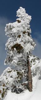 Snowy tree