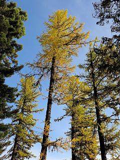 Tall larch