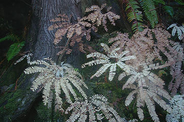 White maidenhair fern3