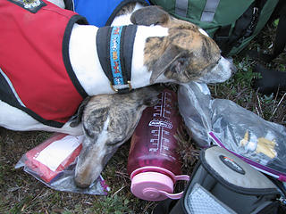 Whippets find the nalgene to be a suitable pillow