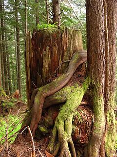 big hug 
Goat Lake hike, mtn loop Highway, WA, 6/19