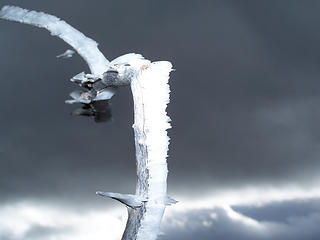 Flash of branch w/ Rime frost.