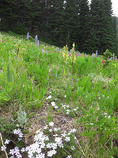 Lousewort etc