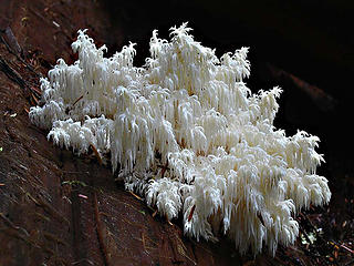 Bear's head fungus