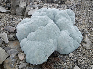 cushion plant (Raoulia bryoides)