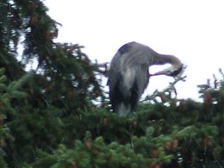 Oh, soooo fuzzy a photo, but there is some grey daylight to bring out muted colors.