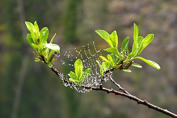 web drops. 
Goat Lake hike, mtn loop Highway, WA, 6/19