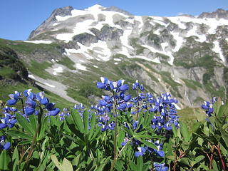 Lupines before Sahale