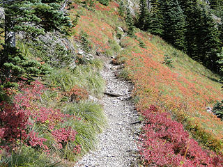 Trail to Tolmie lookout.