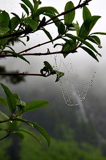 web drops and falls. 
Goat Lake hike, mtn loop Highway, WA, 6/19