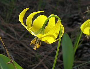 Glacier lily with yellow stamens