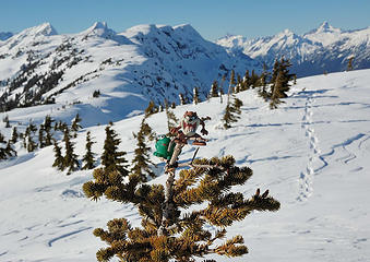 Soapy and Tazz bag a summit tree on Sourdough Mountain
