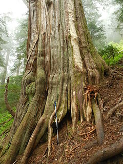 SundayLake-huge cedar trees!