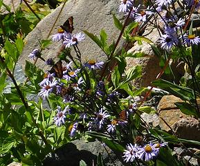 Butterfly bush somewhere in the Garger Basin (See three butterflies?)