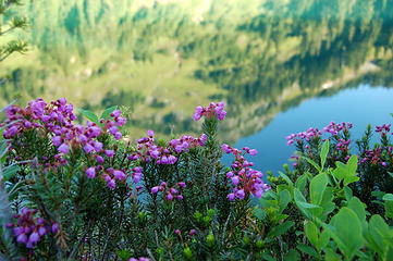 Heather and reflection at camp.