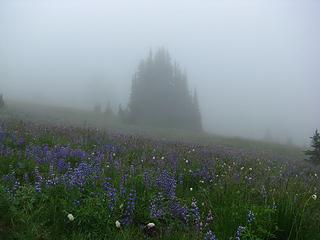 Flower Show in Fog