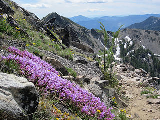 Penstemon on Trail