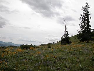 Upper Meadow.JPG