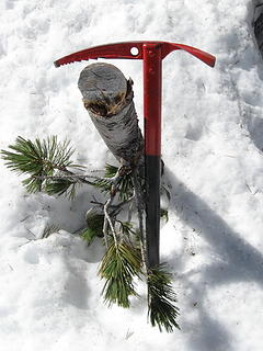 Navaho summit area, north rim 6/2/13.  This is at least 1 season old.  Recently cut live boughs were found on the W rib also, some distance from the summit, without obvious stobs nearby.