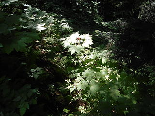 South Fork Snoqualmie River 080519 01