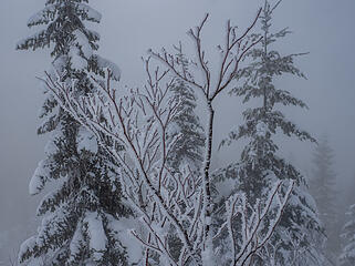 Frost on brush was growing as we watched