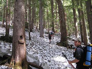 This way to the summit - through the trees