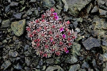 Little flowers amid the rocks