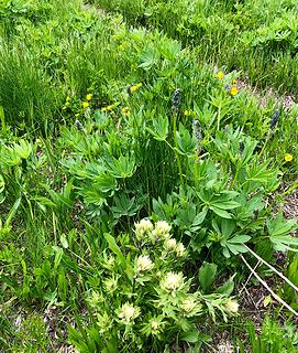 Cady Ridge Trail 7/5/19