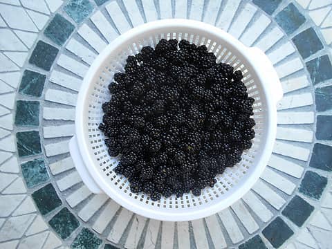 blackberries [i:fa1b698f5d]Rubus Laciniatus[/i:fa1b698f5d] 090922