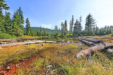 Lillypad lake