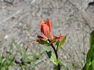 Paintbrush on trail to upper Crystal Lake.