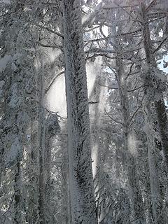 Tree Shower Sunbeams