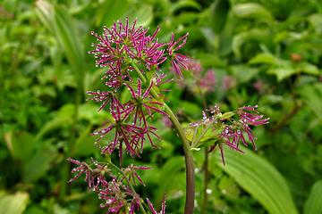 western meadowrue 
Goat Lake hike, mtn loop Highway, WA, 6/19