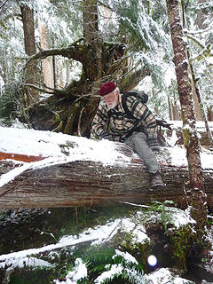 We turned around not far from this blowdown that completely obliterated the trail