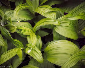 Veratrum viride (1 of 1)