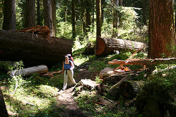 Hiking along the patchy light that falls to the forest floor through gaps in the gerat Hoh canopy.