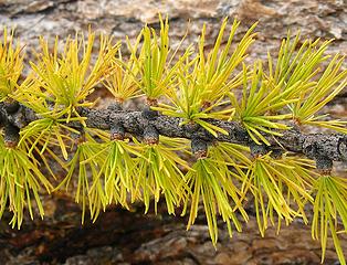 Larch needles turning from green to yellow