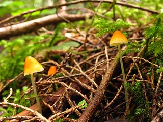 tiny shroom. 
Goat Lake hike, mtn loop Highway, WA, 6/19