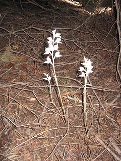 White plants!