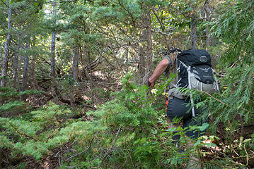 Pushing through the 700' of annoying small trees