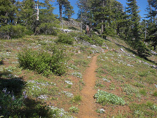 flowery ridge walk, Easton Ridge