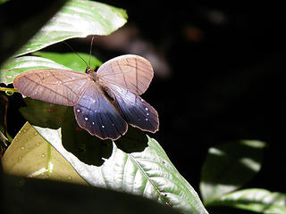 I think this is my best photo of the trip.  A lucky moment in the jungle.  The shaft of light attracted the butterfly to bask. This was a fairly common type butterfly of moderate size I think, my best shot of 2011