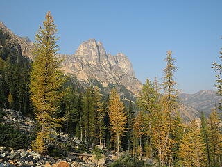 larch