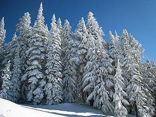 Snowy sentinels