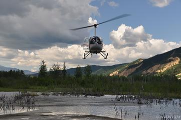 The only possible landing spot in a beaver swamp