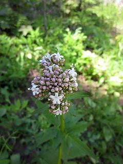 Sitka valerian