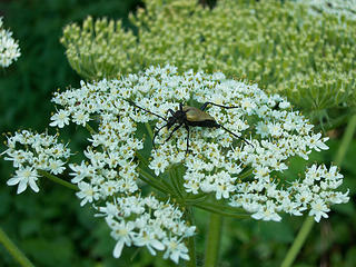 Bug on flower