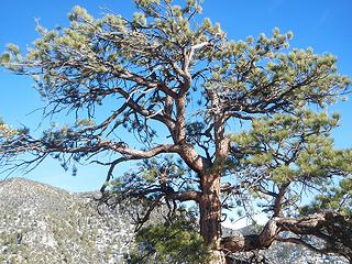 bristlecone pine