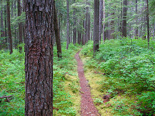 Forest Trail