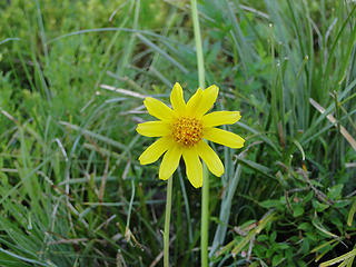 Flower on Crystal Peak trail.